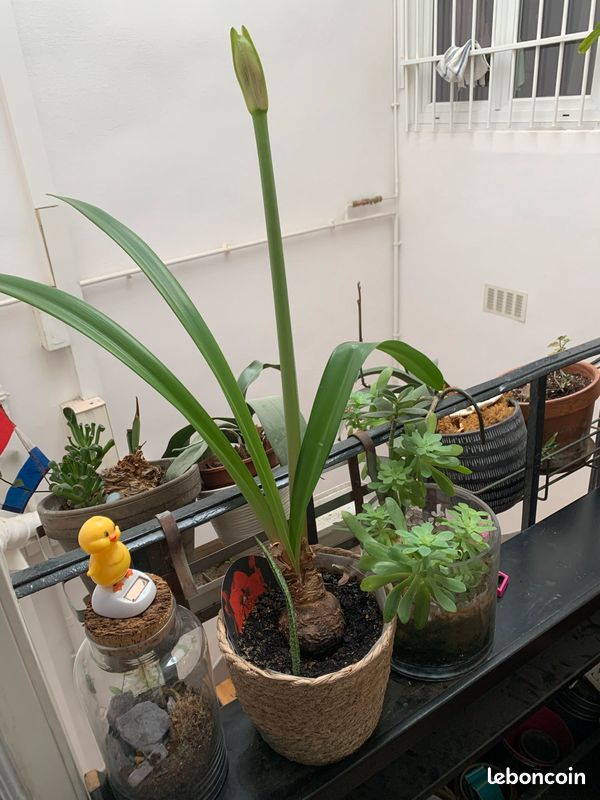 Amaryllis (image 2)