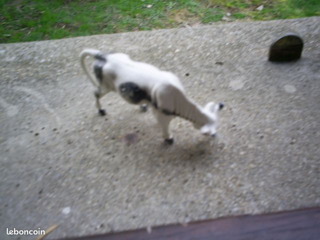 Vache (image 1)