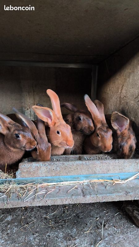 Lapins fermier (image 2)