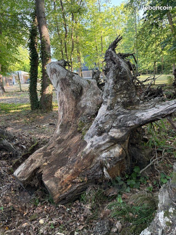 Donne souches de bois (chêne et autres essences) (image 1)