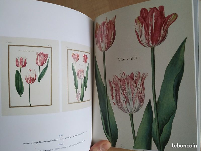 Fleurs du roi (peintures, vélins et parterres du Grand Trianon) (image 2)
