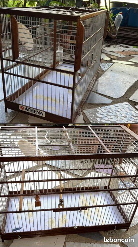 Cage de reproduction (image 1)