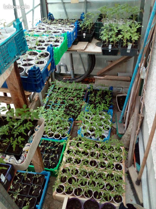 Plants de tomates (image 3)