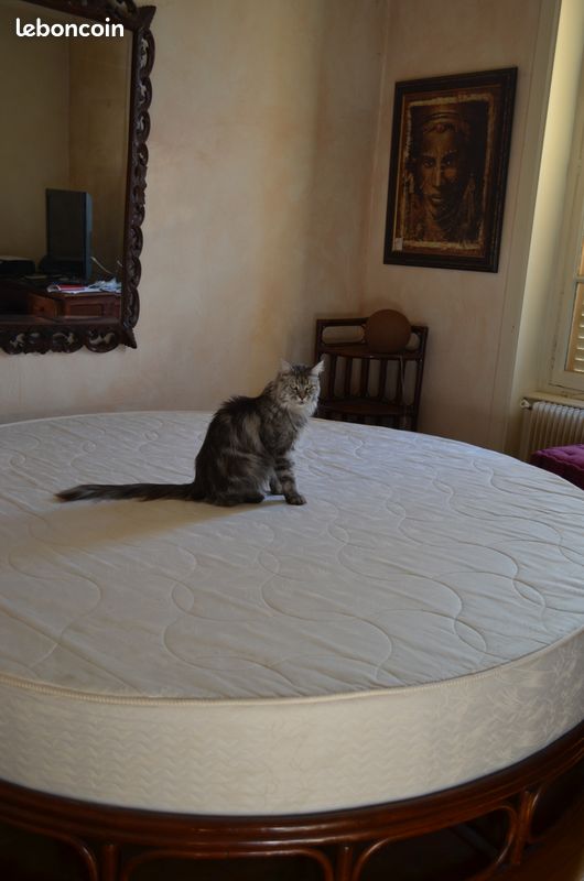Vente d'un lit hors normes (image 4)