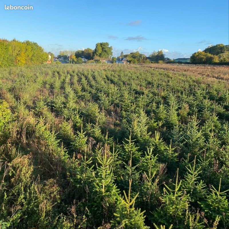 Terrain avec 15000 sapins de noël · à Étaimpuis · 150 000 €