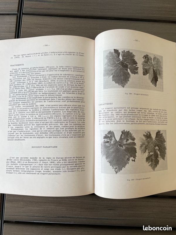 Viticulture de Jean Branas (image 7)