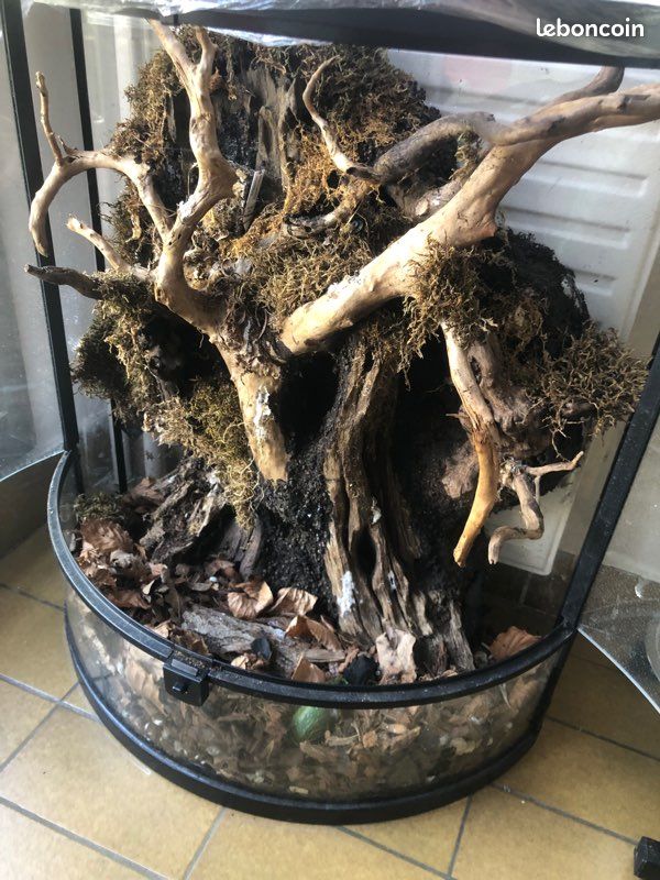 Terrarium ( don ) (image 1)