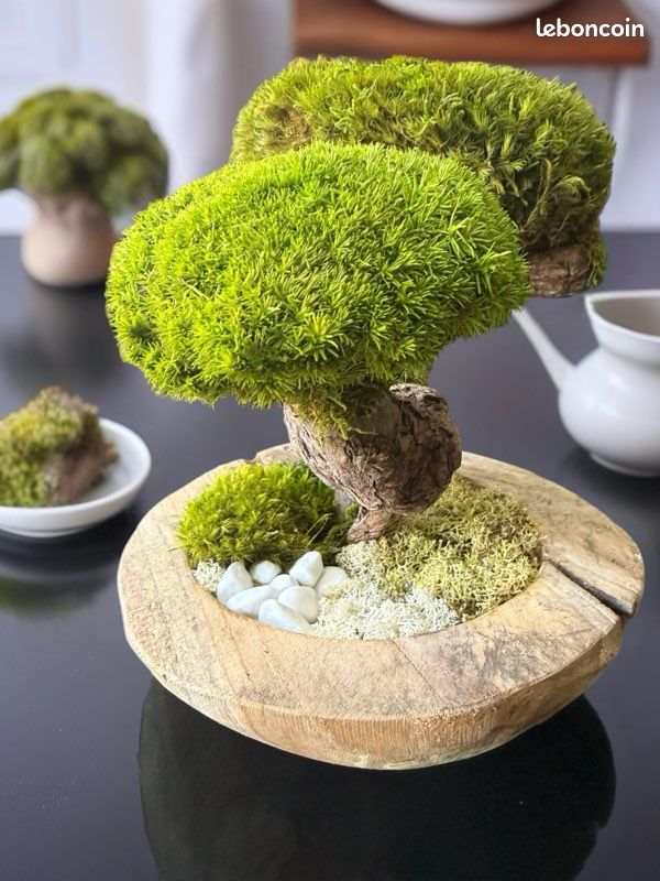Bonzai stabilisé sans entretien (image 4)