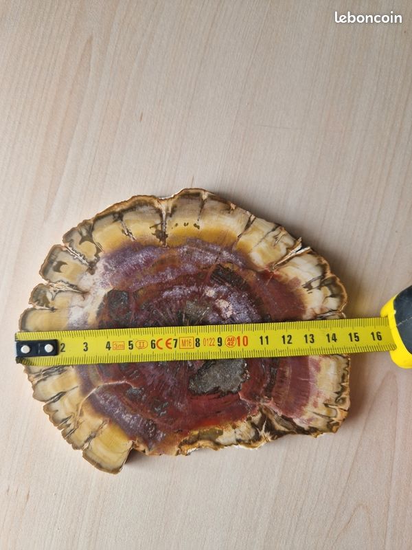 Bois fossilisé (image 7)