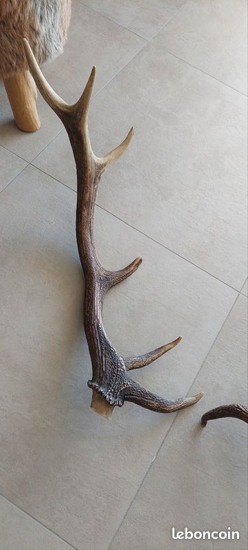 Paire De Bois De Cerf 6 Cors – 60 Cm – Pour Décoration Ou Pièces Détachées