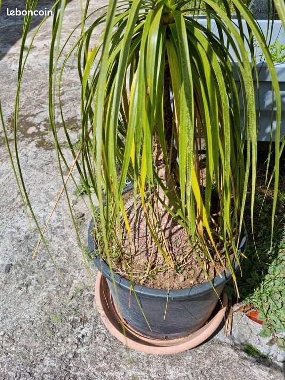 Plantes Beaucarnéa (pieds d'éléphant) (image 1)