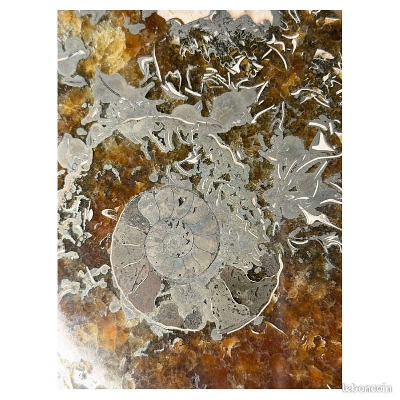 Ammonite (1.71kg) (image 5)