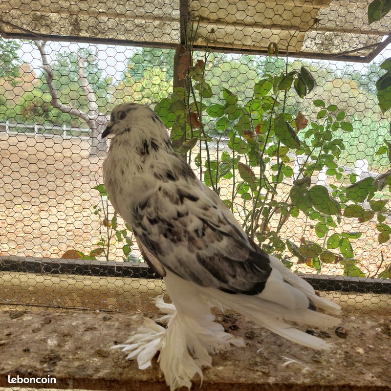 Pigeon boulant de Pomeranie (image 1)