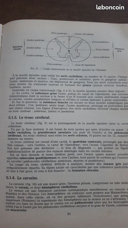 Le corps humain de Pierre Vincent (image 5)
