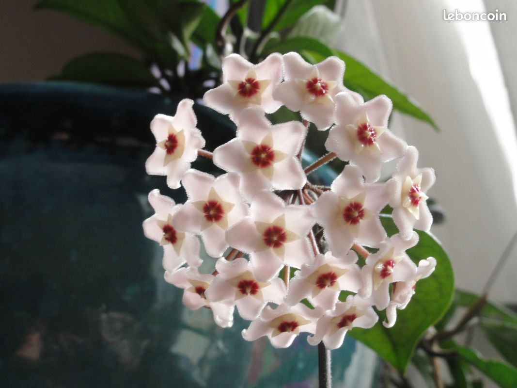 Hoya Carnosa bouture 4 (image 2)