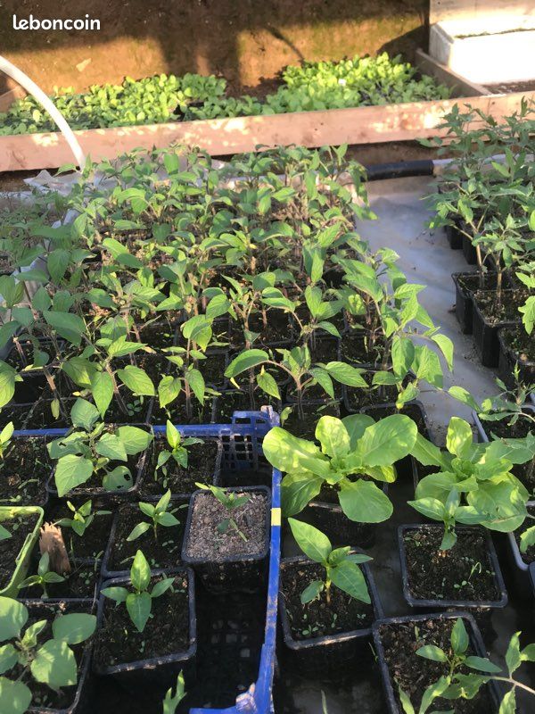 Plant de légumes (image 5)