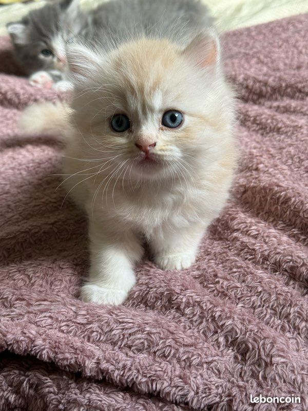 Chaton type British (image 2)