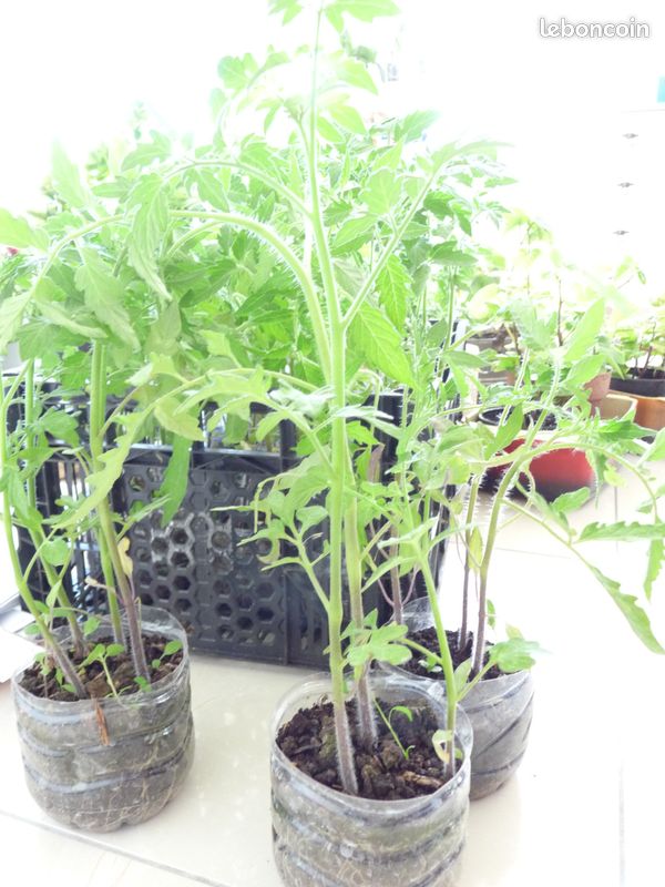 Lot de 500 plants tomates coeur de boeuf BIO, tomates cerises BIO (image 1)