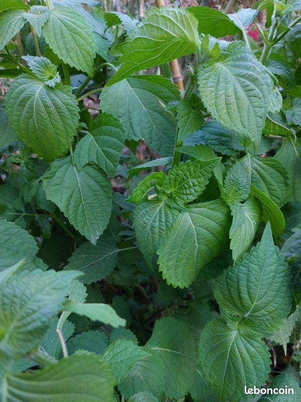 Feuilles de Shiso vert, Périlla verte à grandes feuilles sans traitement (image 2)