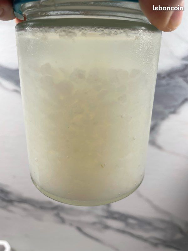 Grains de kefir (image 2)