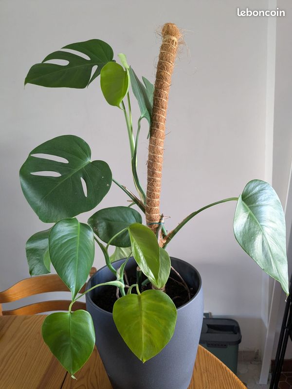 Boutures Monstera enracines  plante tendance facile - Jardin & Plantes
