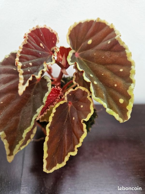 Rare begonia DATHVADERINA (image 1)