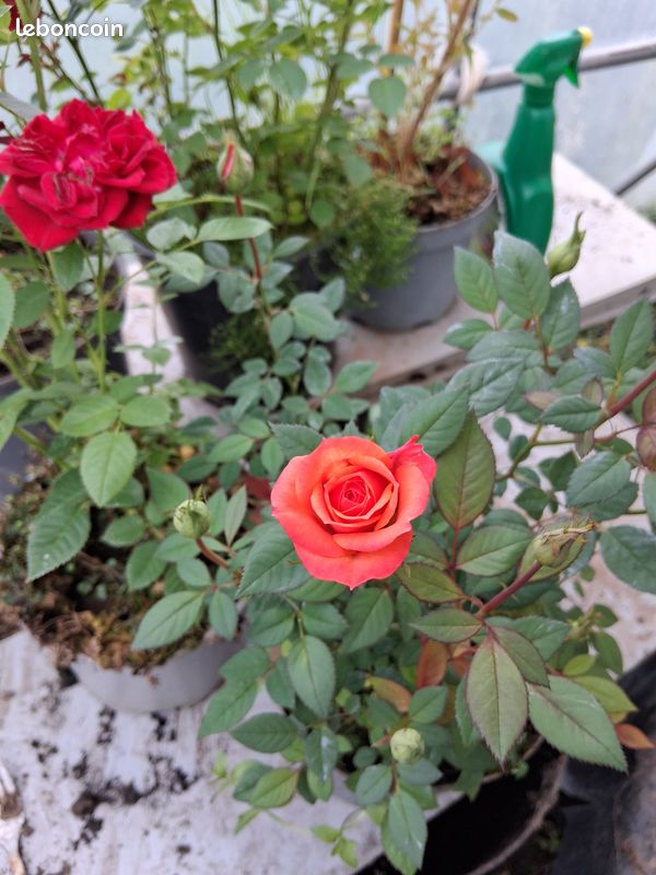 Rosier (image 2)