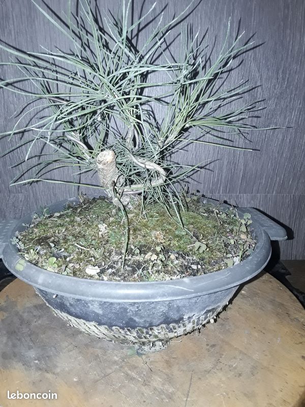 Bonsaï (image 1)