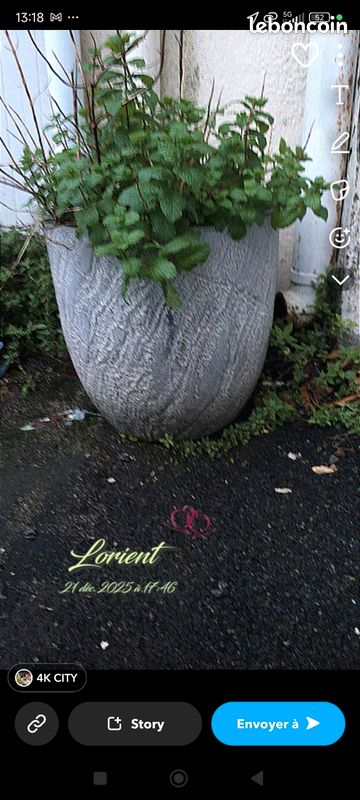 Gros pot de menthe (image 2)