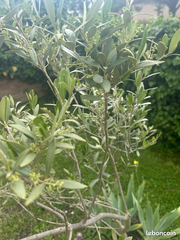 Plusieurs variété d’arbre bio d’Olivier pas de traitement à venir chercher (image 1)