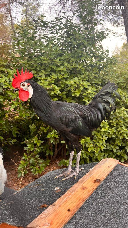 Coq (image 1)