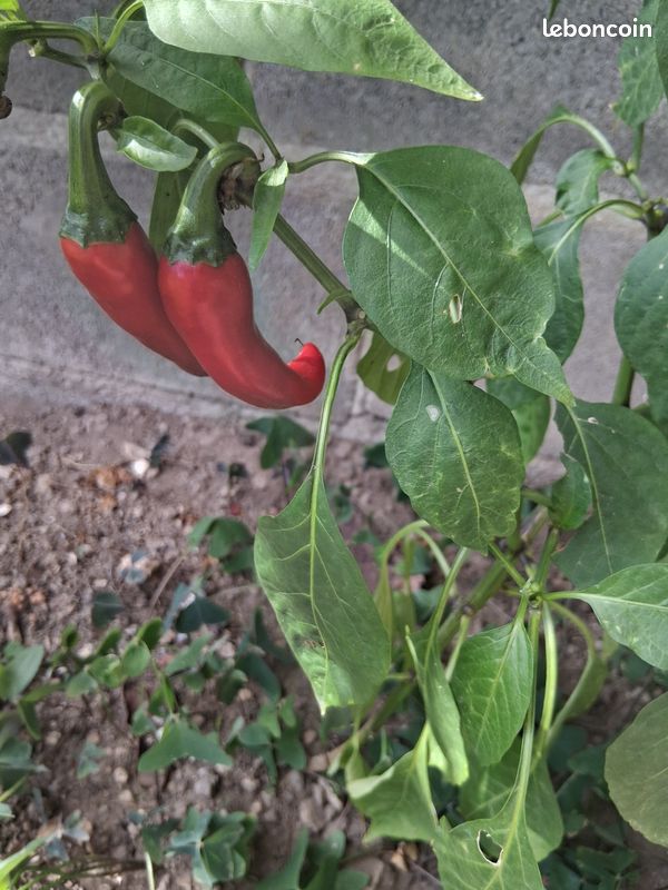Piment (image 3)