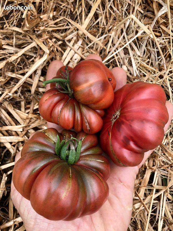 Graines de Tomates - reproductibles - Vert sera le Monde (image 6)
