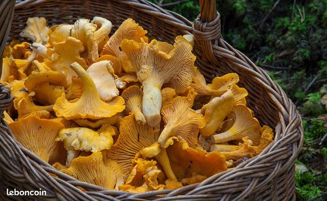 Champignon (image 3)