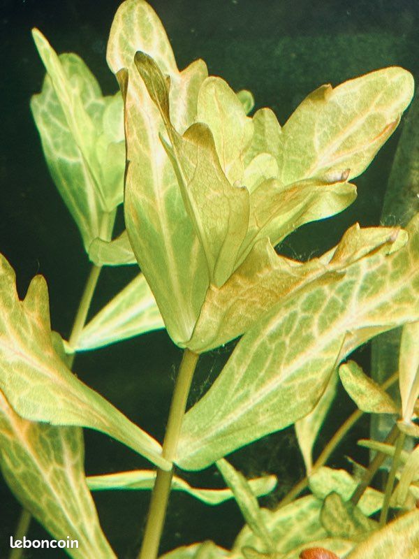Lot de plantes d'aquarium personnalisable (3 espèces au choix) – 5 (image 3)