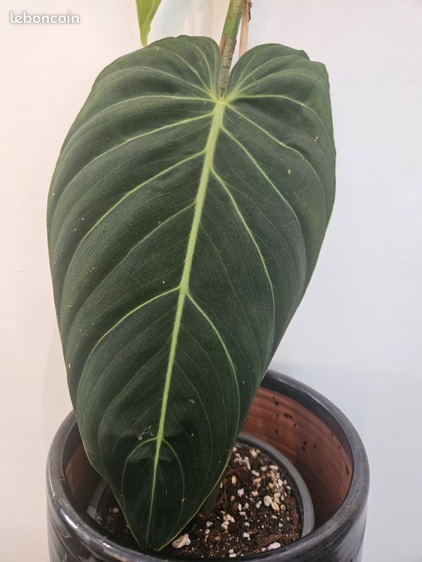 Philodendron MELANOCHRYSUM XXL 2 - Jardin & Plantes
