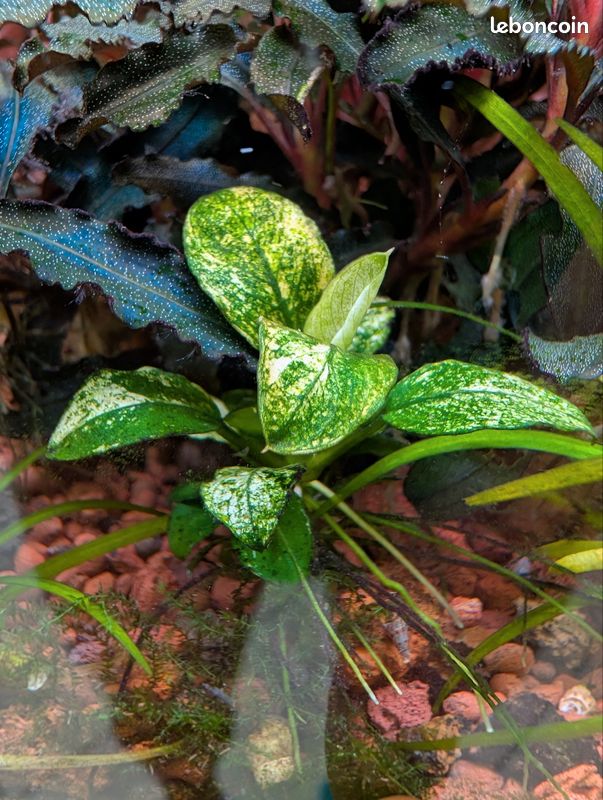 Plantes aquatiques Albert (image 1)