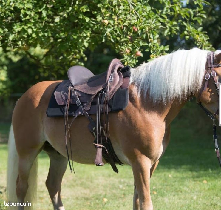 Randonnée Cheval Selle Decathlon Equitation Selle équitation