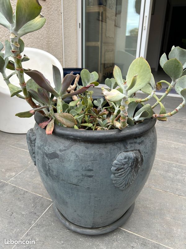 Plante (image 4)