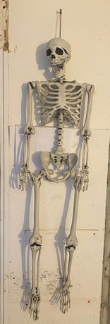 TECTAKE Squelette Grandeur Nature Détaillé, Modèle Anatomique
