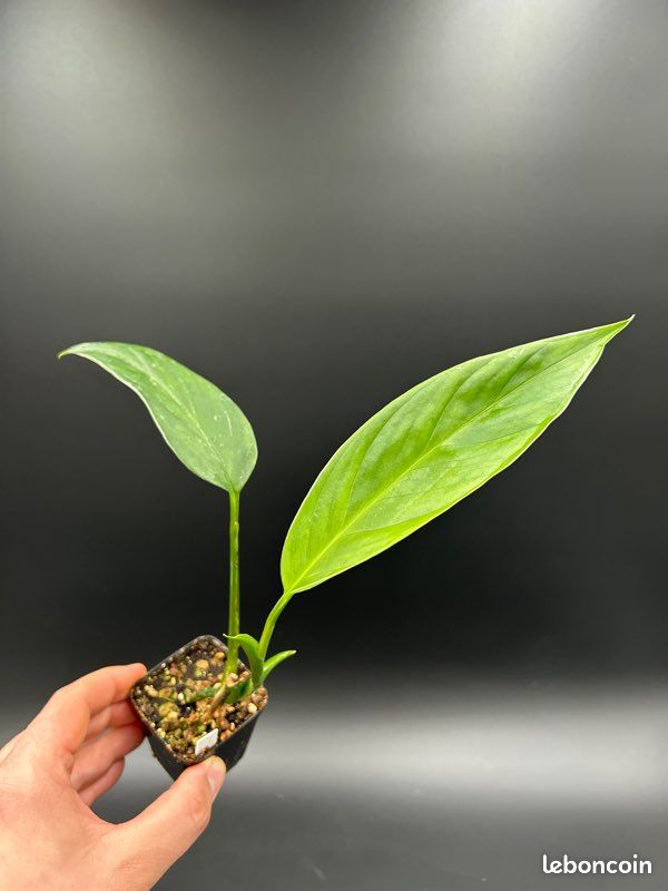 snow queen vs marble queen pothos Marble Queen Pothos in 6 Nursery Pot  Epipremnum 'Snow Queen'   Variegated Indoor Vining Plant  Easy-Care Low Light Trailing Houseplant