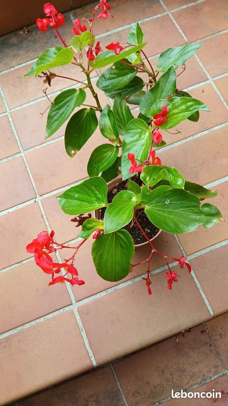 Begonia (image 1)