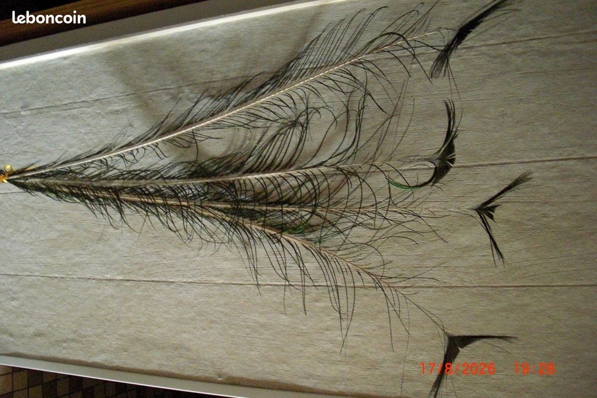 4 Grandes plumes de paon (image 3)