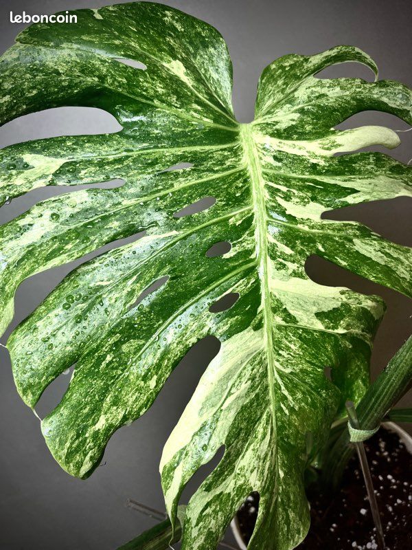 Monstera Oceana Mint N2 - Jardin & Plantes