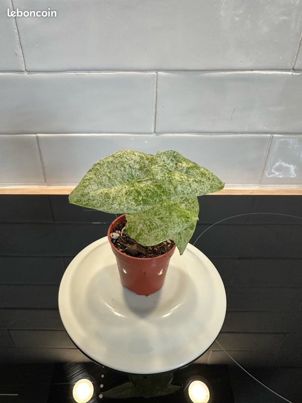 Alocasia Macrorrhiza Splash #4 (image 1)