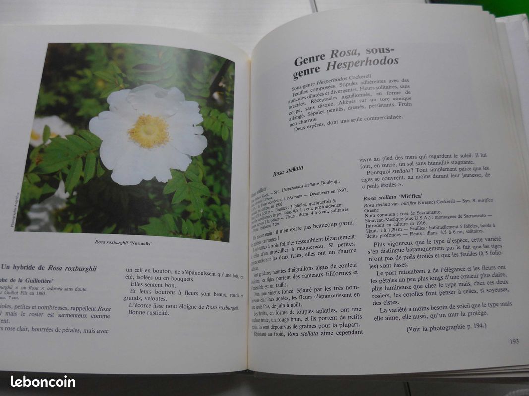 ROSES ANCIENNES et ROSES SAUVAGES DU MONDE par Charlotte Testu : le livre de référence (image 7)