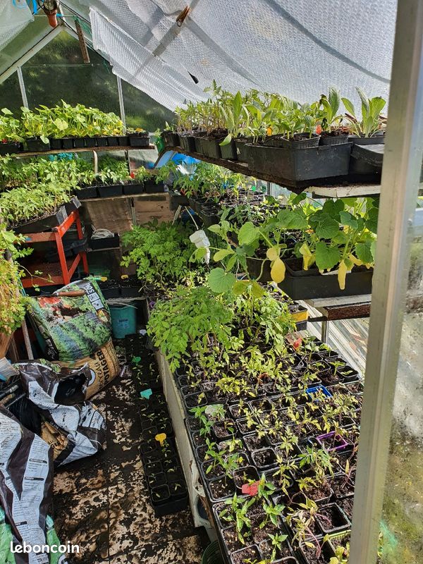 Tomates (15 variétés) et autres (image 3)