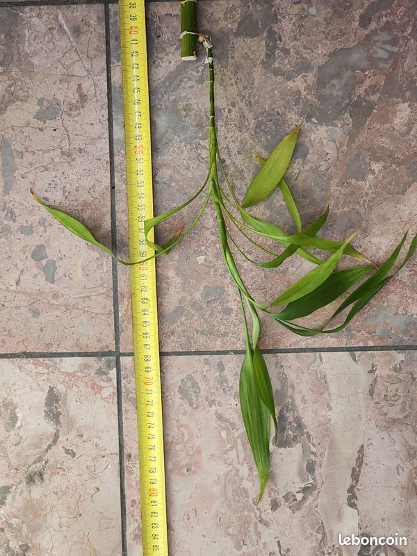 Grand Lucky Bamboo (Bambou porte-bonheur) 128 cm (image 13)