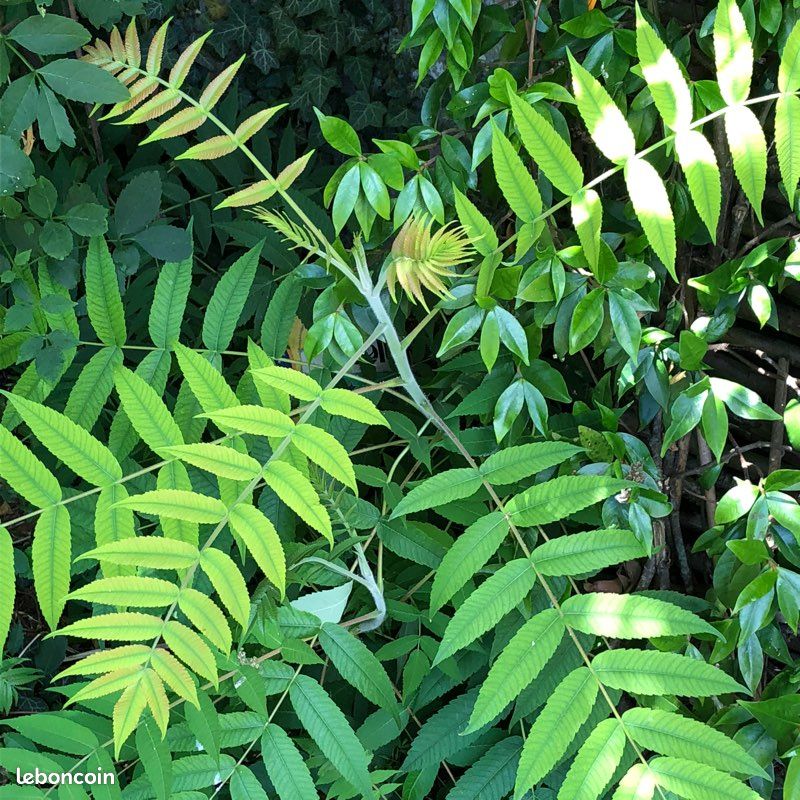 Pied ou arbuste SUMAC de Virginie pousse rapide (image 3)