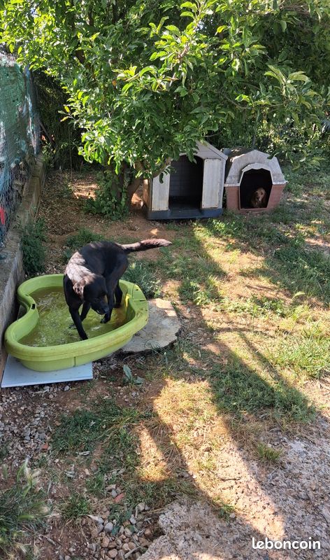 Garde De Chien Services Aux Animaux garde-de-chien-services-aux-animaux